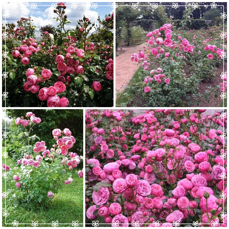 Pomponella róża rabatowa